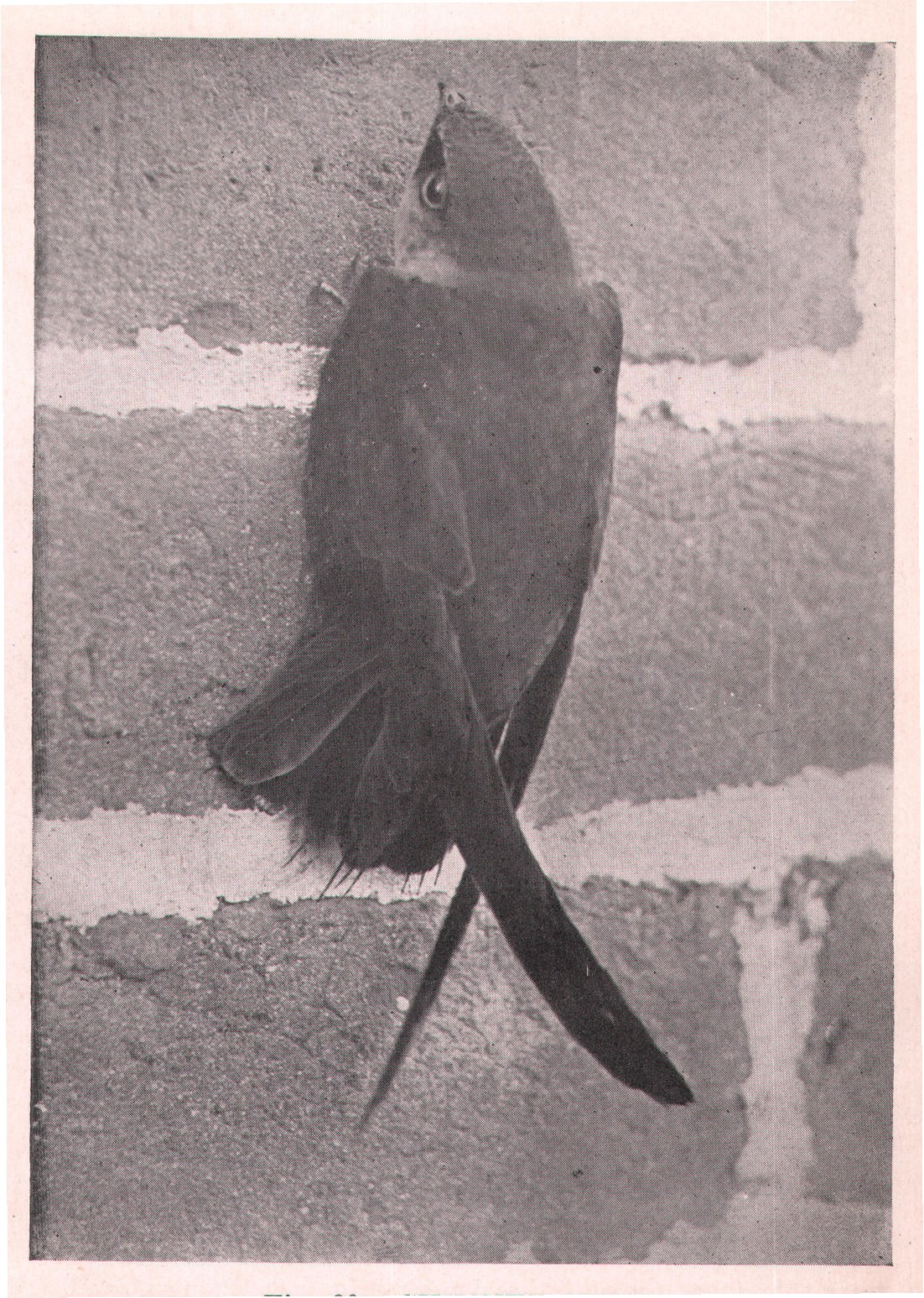 Fig. 29. CHIMNEY SWIFT.
