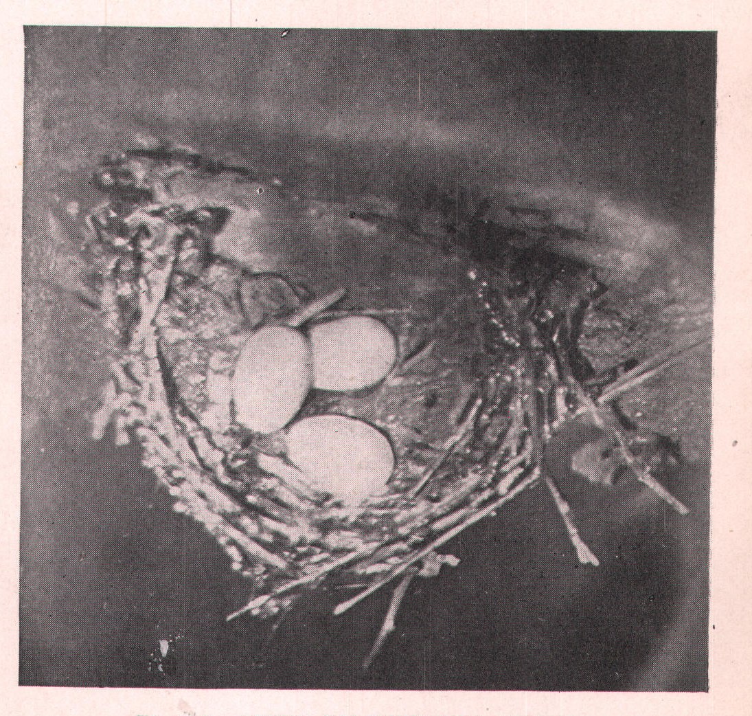Fig. 30. NEST OF CHIMNEY SWIFT.
