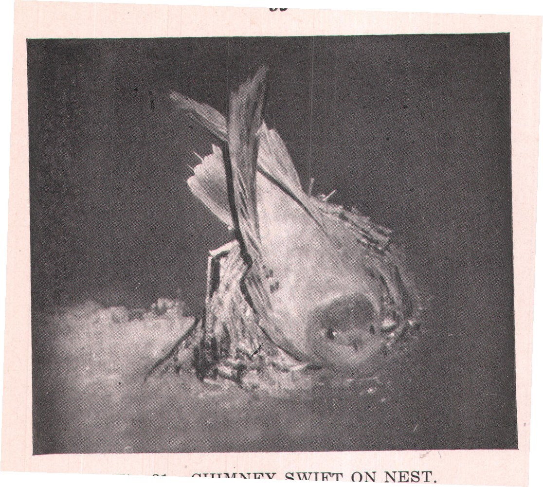 Fig. 31. CHIMNEY SWIFT ON NEST.