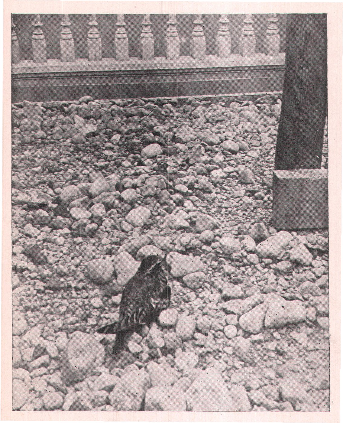 Fig. 32. NIGHTHAWK.