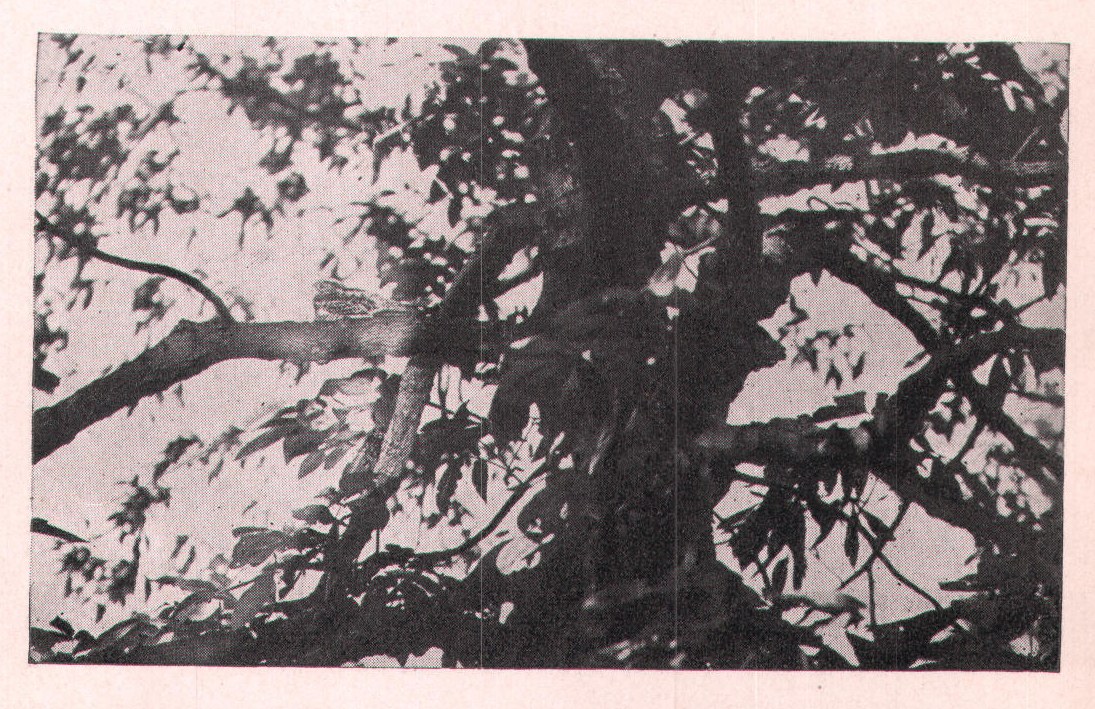 Fig. 33. The male spend daytime sitting lengthwise along