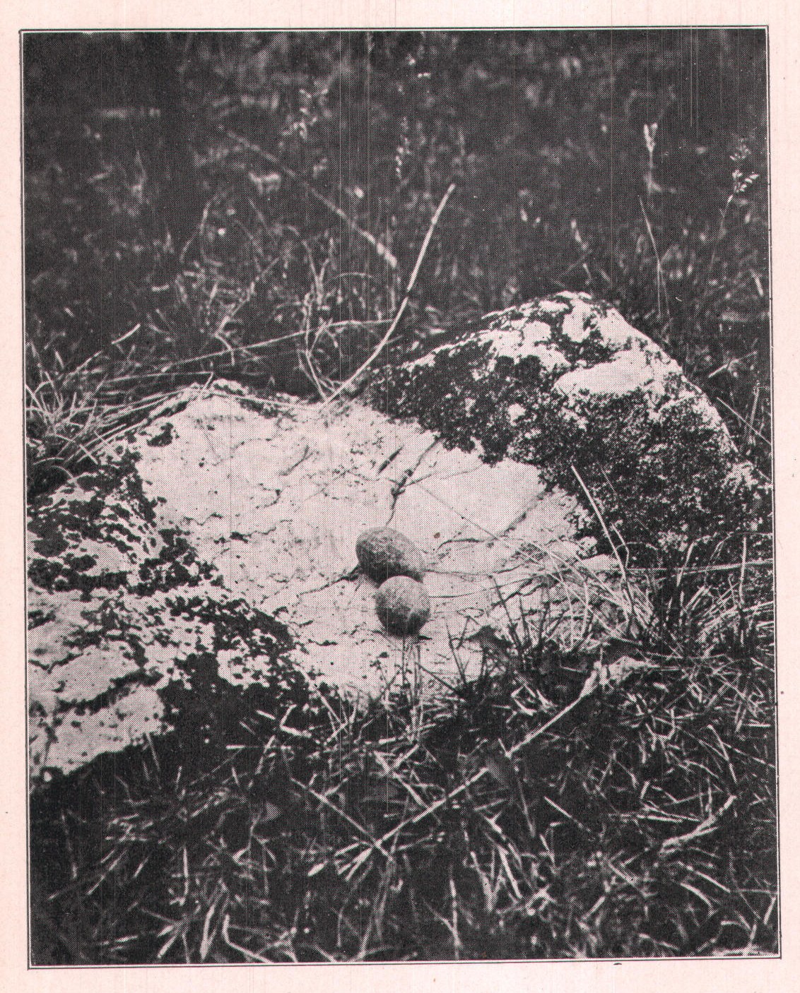 Fig. 34. NEST AND EGGS OF NIGHTHAWK.