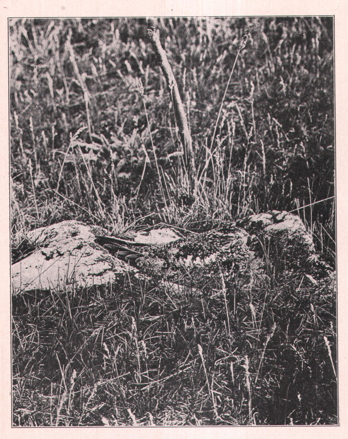Fig. 35. NIGHTHAWK ON ITS NEST.