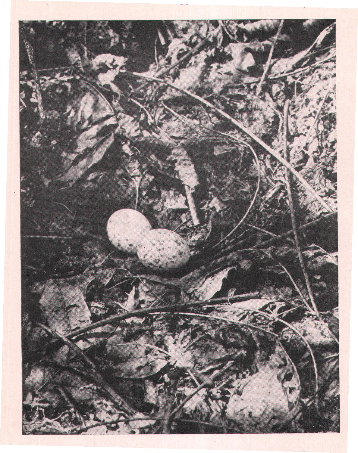 Fig. 36. NEST AND EGGS OF WHIP-POOR-WILL.