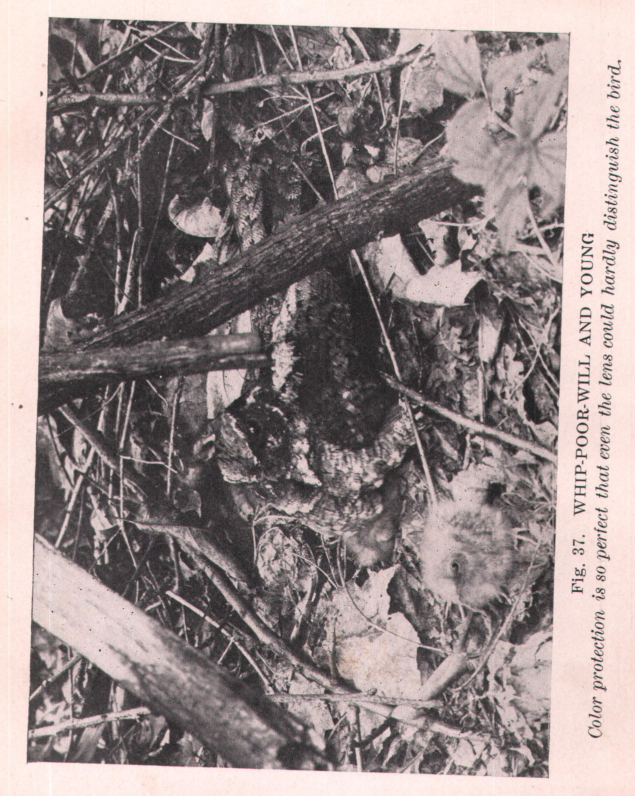 Fig. 37. WHIP-POOR-WILL AND YOUNG