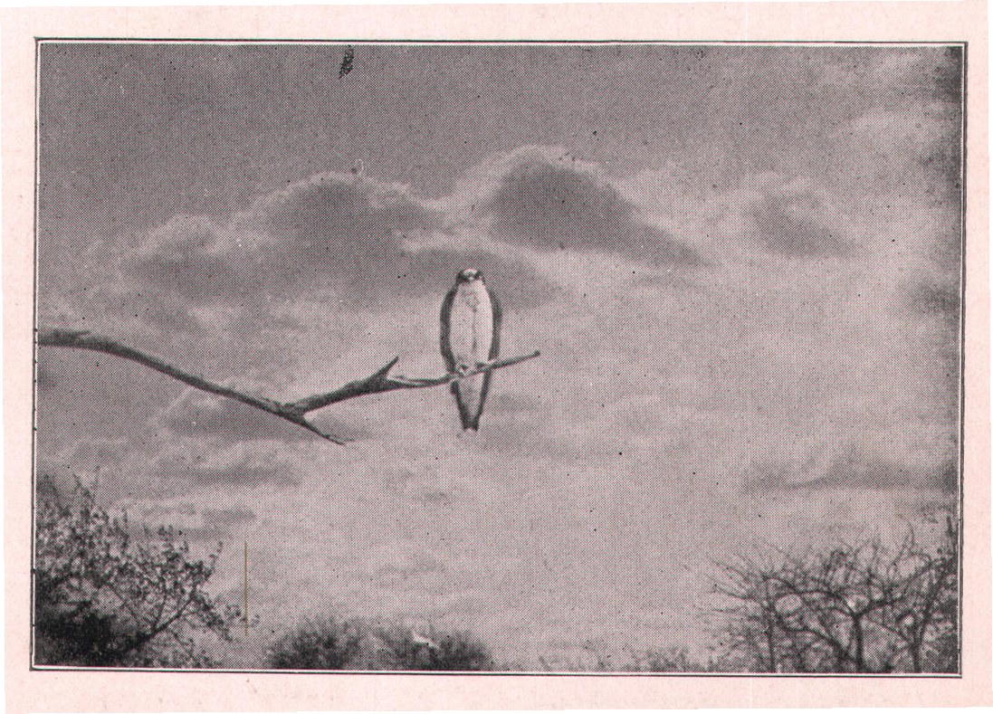 Fig. 39. TREE SWALLOW.