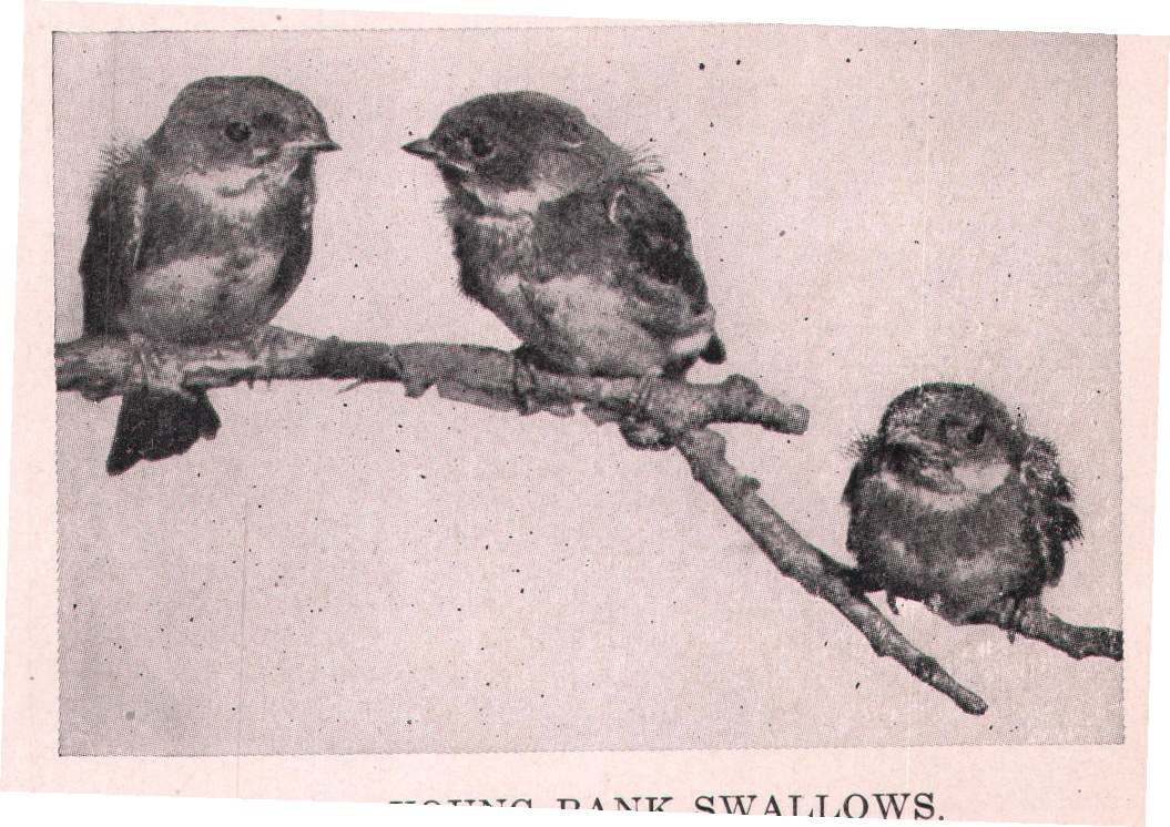 Fig. 41. YOUNG BANK SWALLOWS.