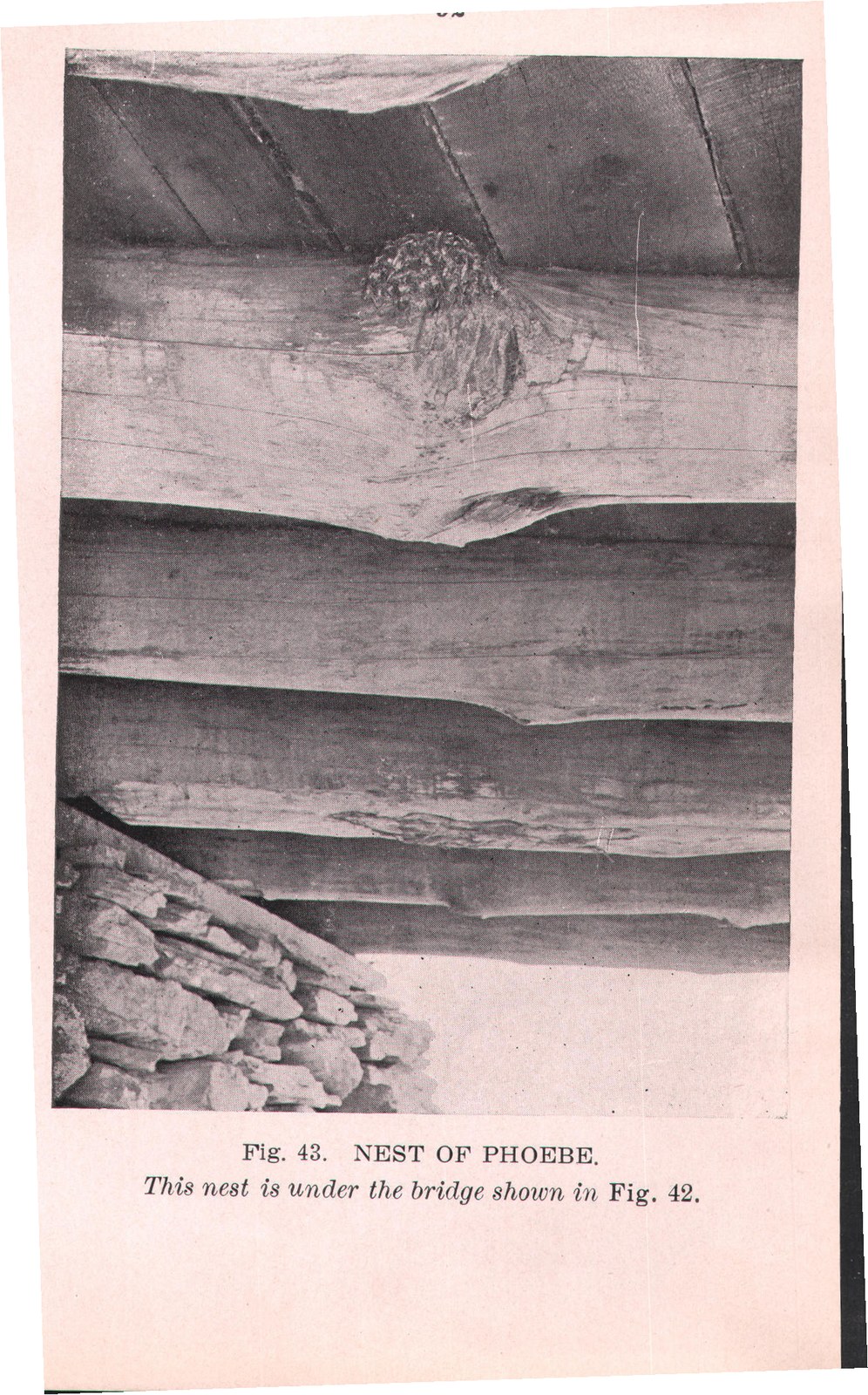 Bird Masons: Phoebes — from Camera Studies with Wild Birds (1911)