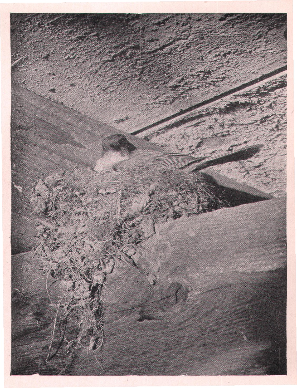 Fig. 44. PHOEBE ON NEST.