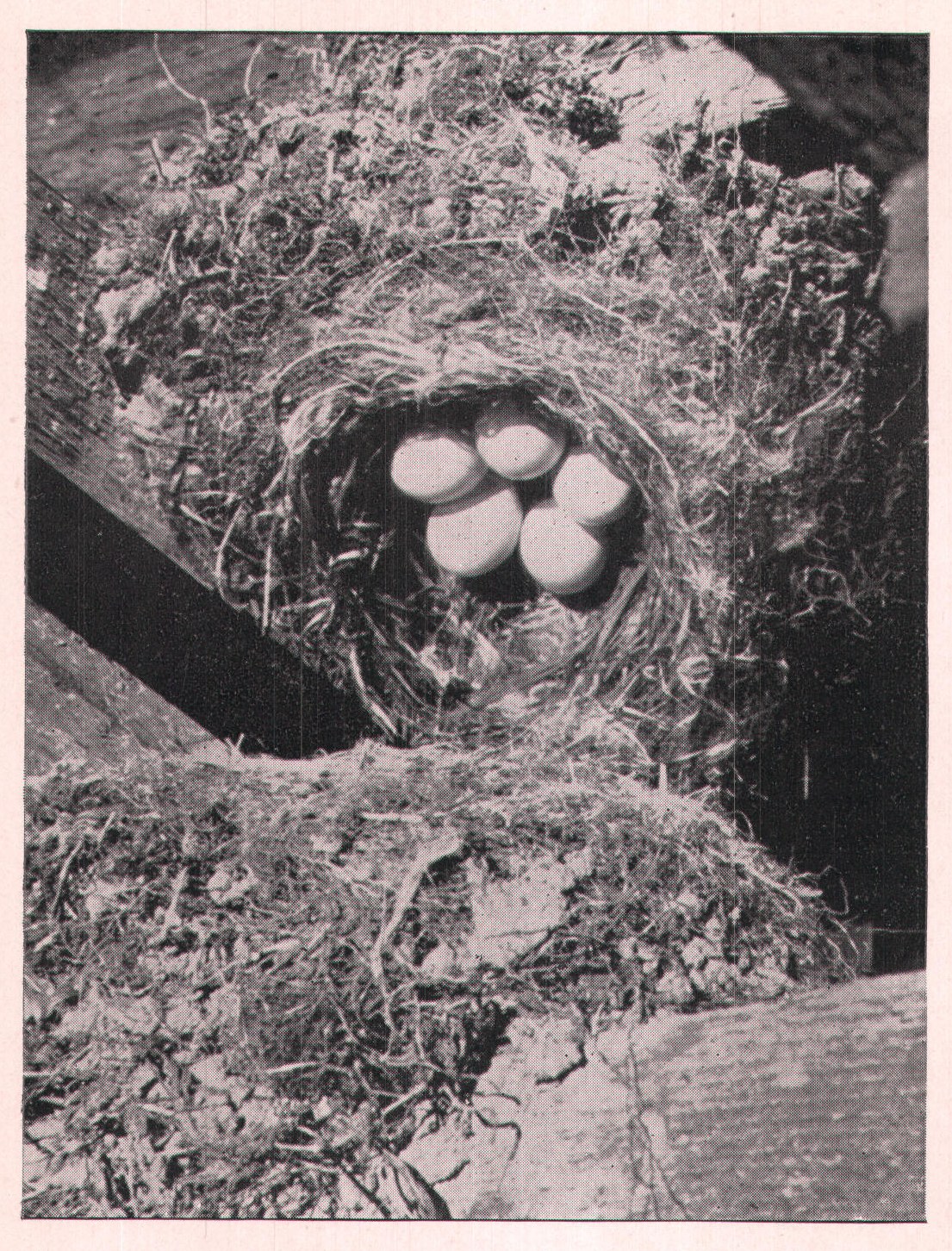 Fig. 45. NEST AND EGGS OF PHOEBE.