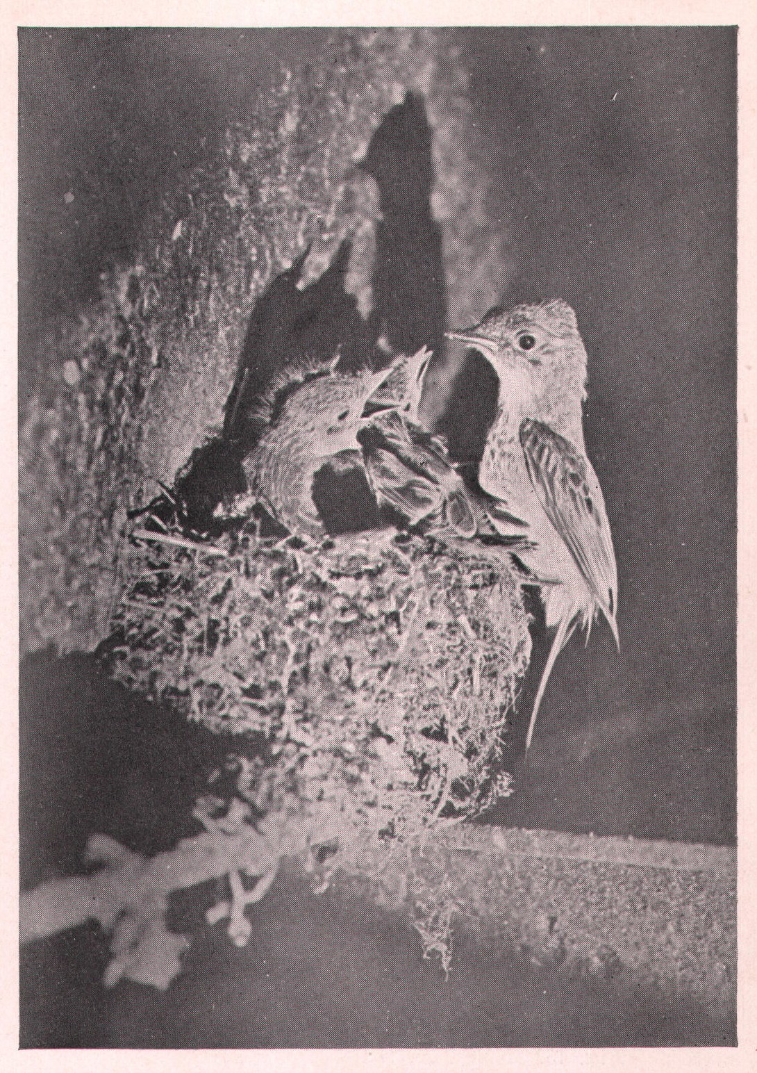 Fig. 46. PHOEBE AND HER FAMILY.