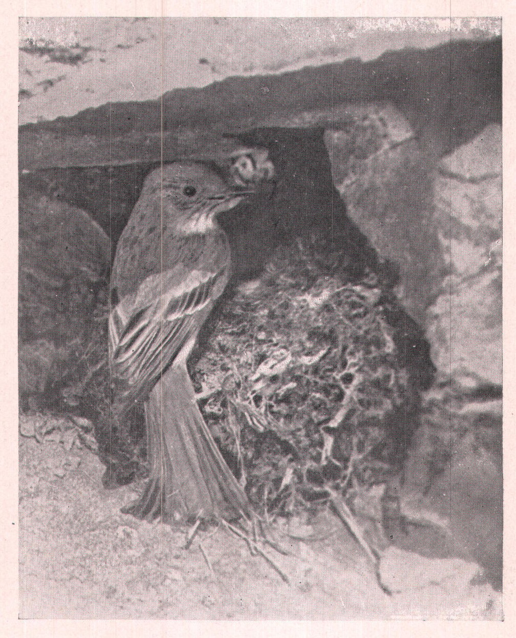 Fig. 47. This Phoebe nest was in an old cellar hole.