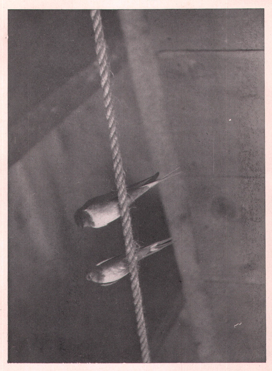 Bird Masons: Phoebes — from Camera Studies with Wild Birds (1911)