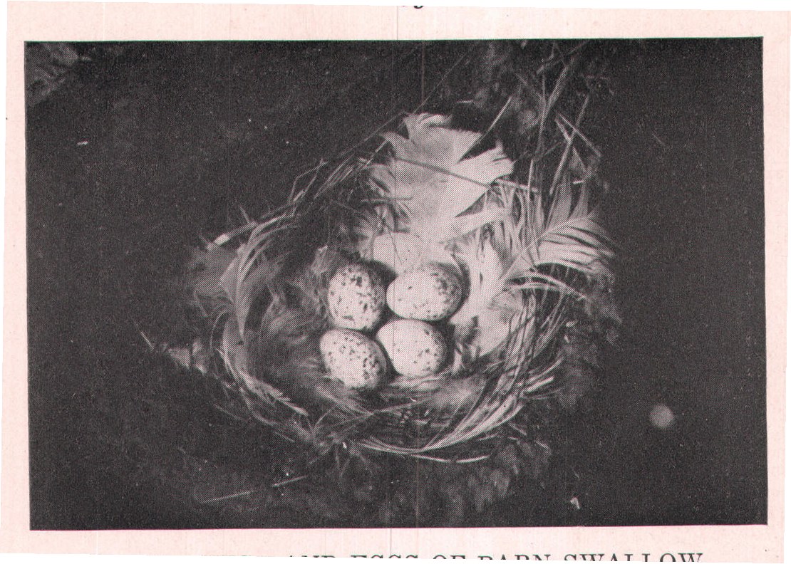 Fig. 49. NEST AND EGGS OF BARN SWALLOW.