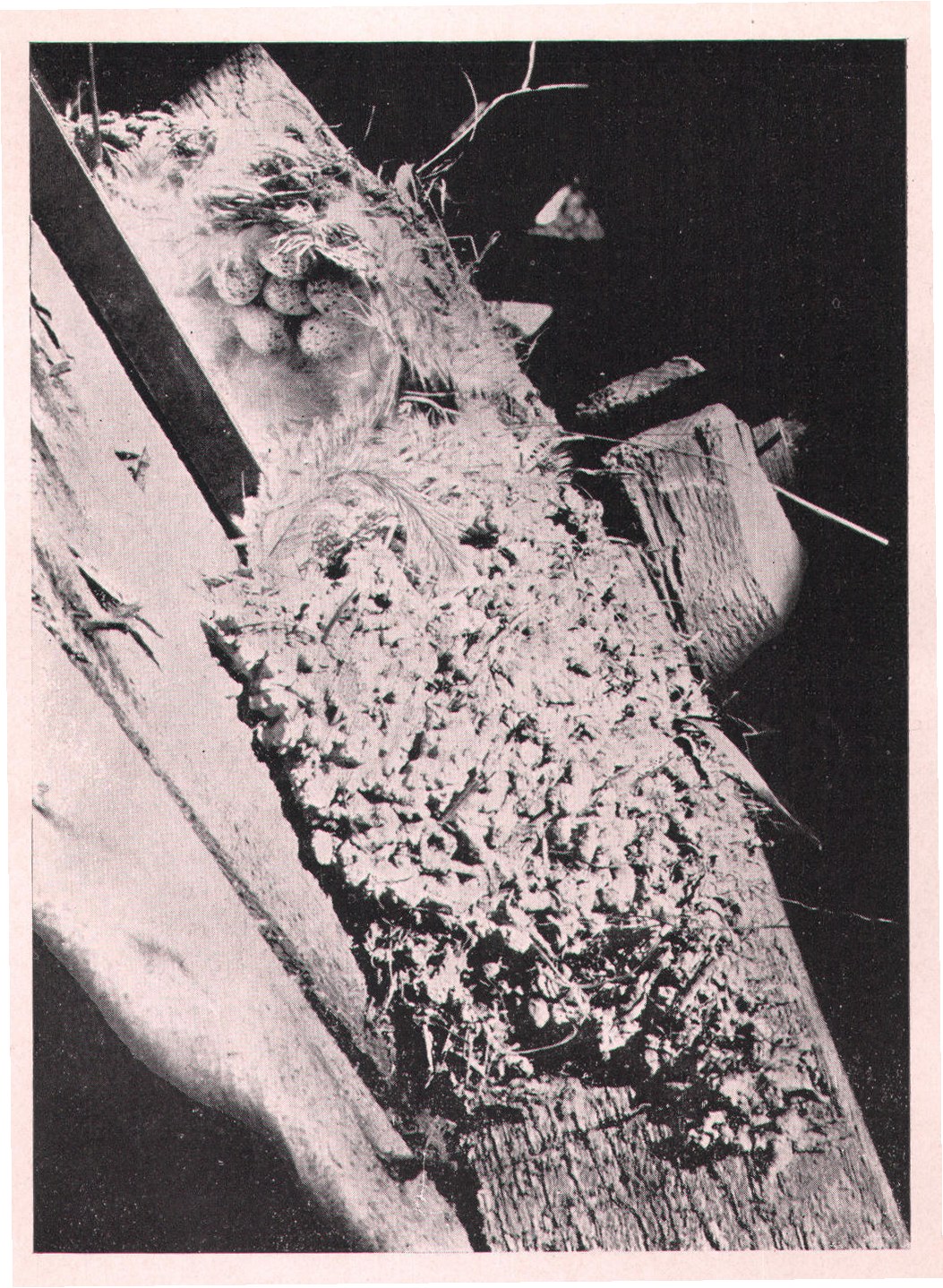 Fig. 50. NEST OF BARN SWALLOW.