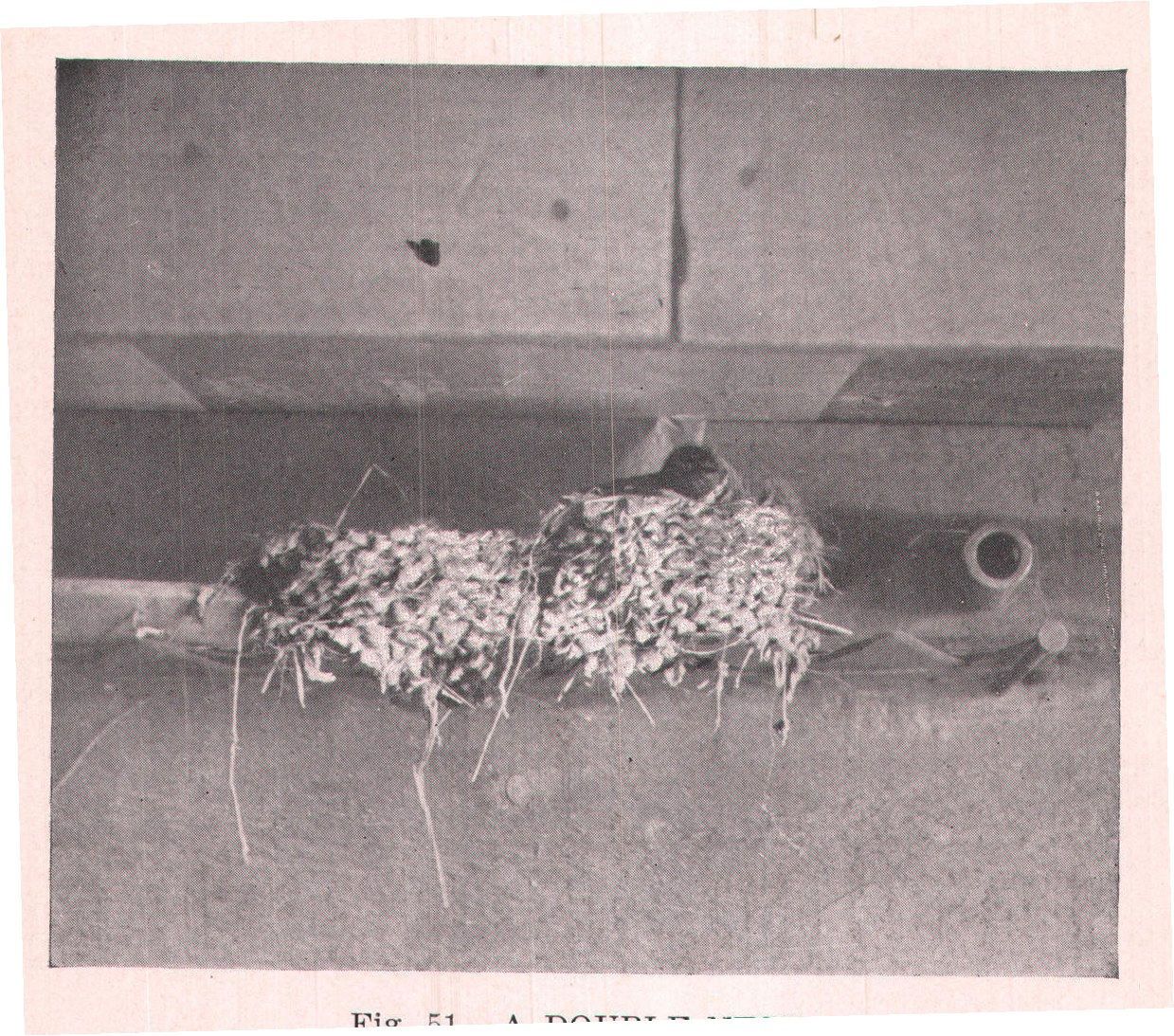 Fig. 51. A DOUBLE NEST.