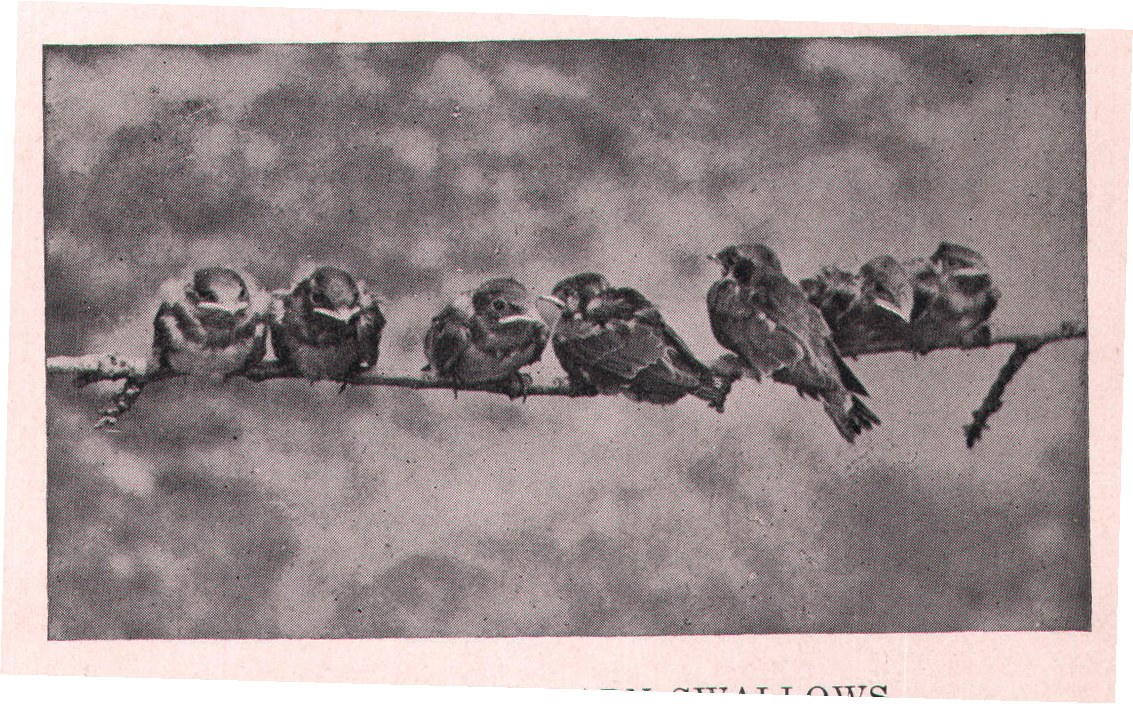 Fig. 52. YOUNG BARN SWALLOWS.