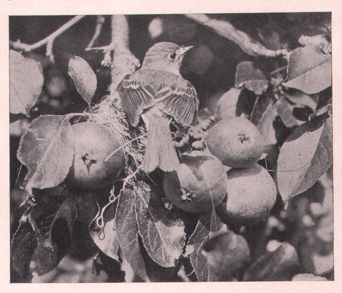 Fig. 53. LEAST FLYCATCHER.