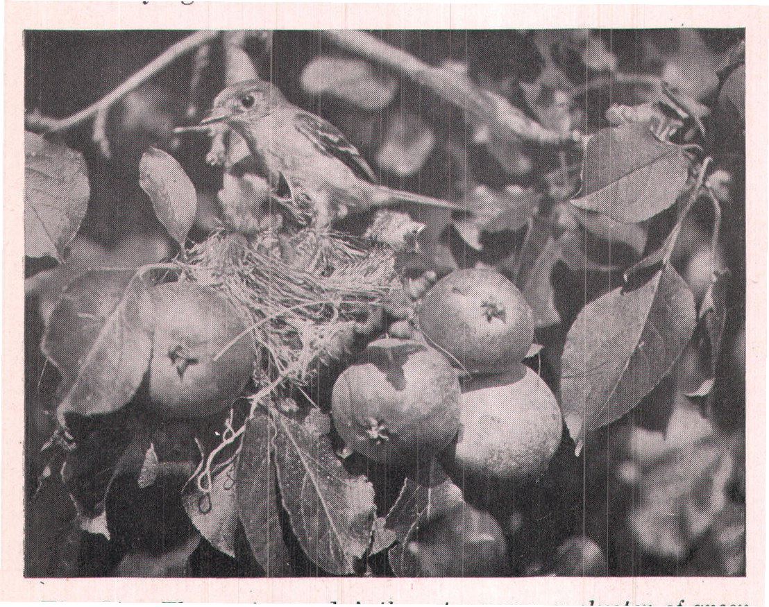 Fig. 54. The nest was daintly set among a cluster of green