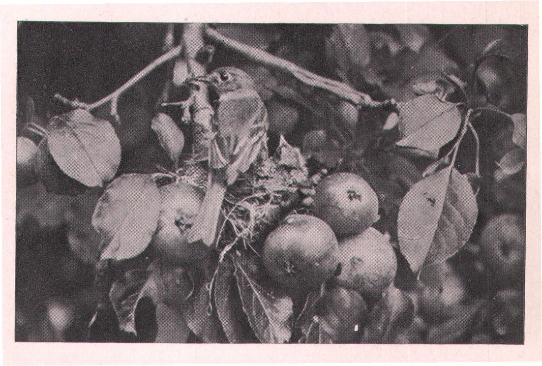 Fig. 55. Many millers, as well as other insects, were fed to