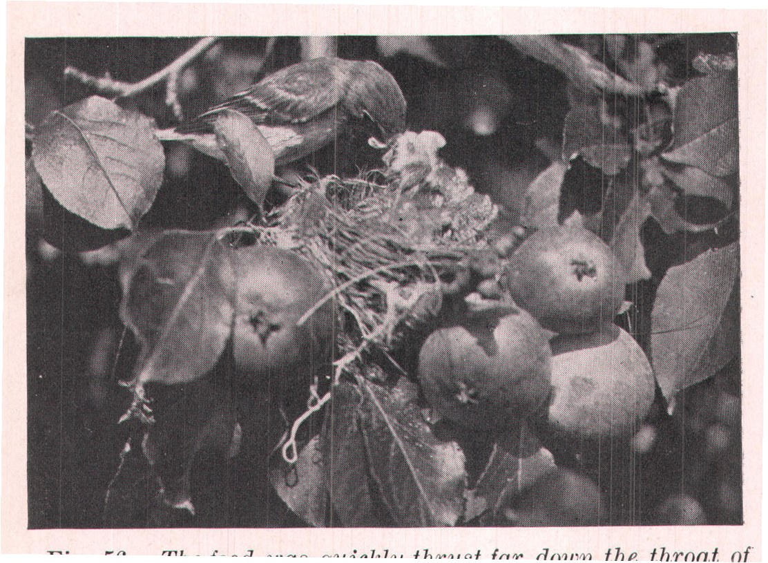 Fig. 56. The food was quickly thrust far down the throat of