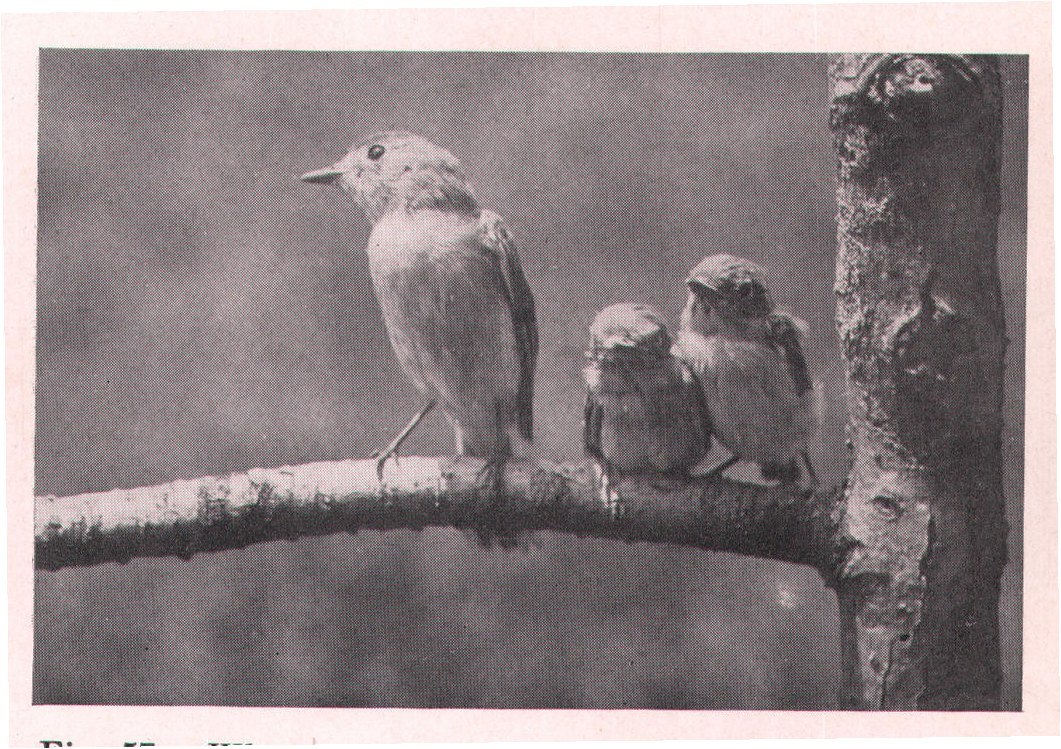 Fig. 57. When we placed the little birds on a branch, mother