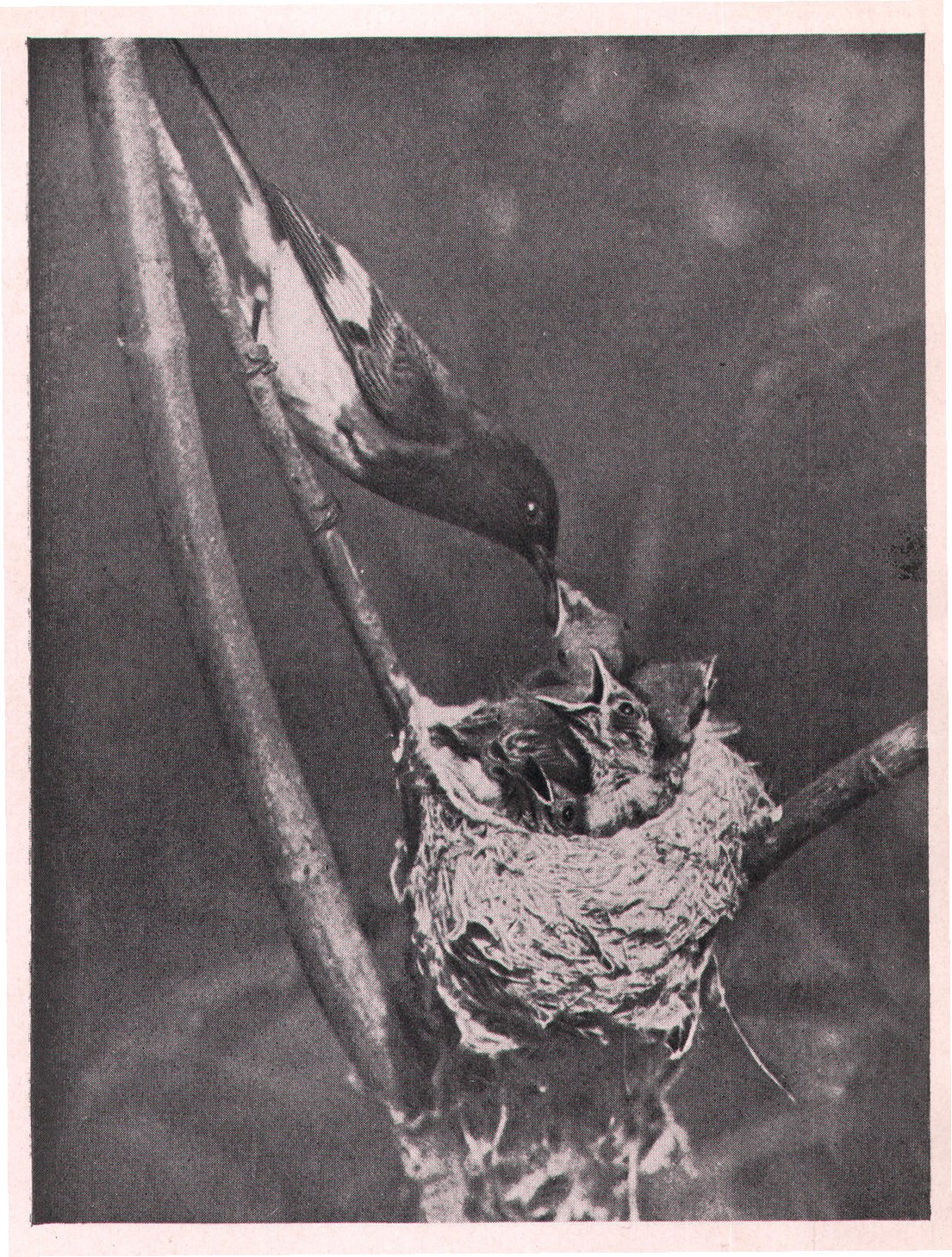Fig. 59. MALE REDSTART AND FAMILY