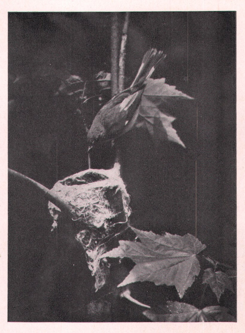 Fig. 60. FEMALE REDSTART.