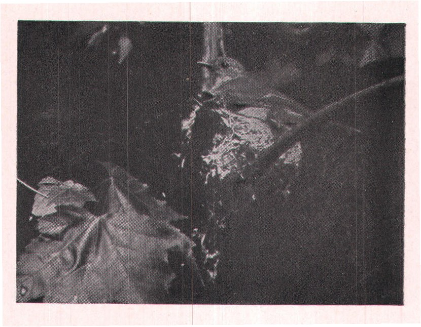 Fig. 61. BROODING THE LITTLE ONES.