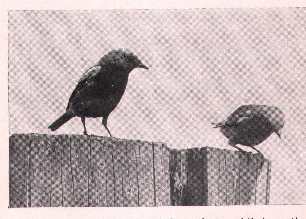 Fig. 62. A pair of Bluebirds on the top of their nesting post.