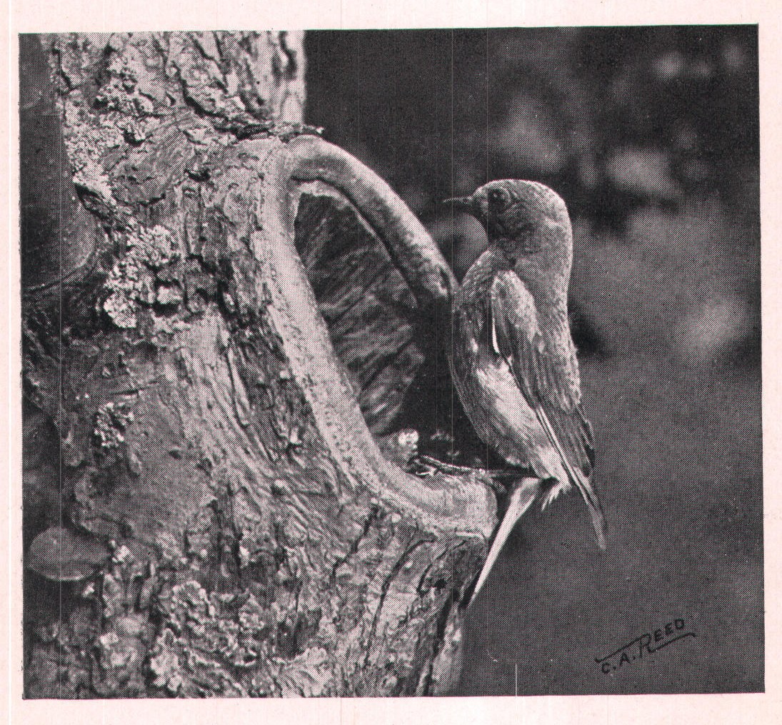 Fig. 63. BLUEBIRD AT ITS NEST-HOLE.