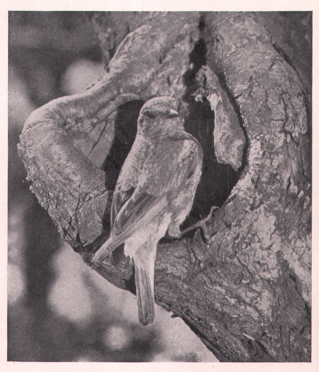 Fig. 64. A BLUEBIRD PORTRAIT.