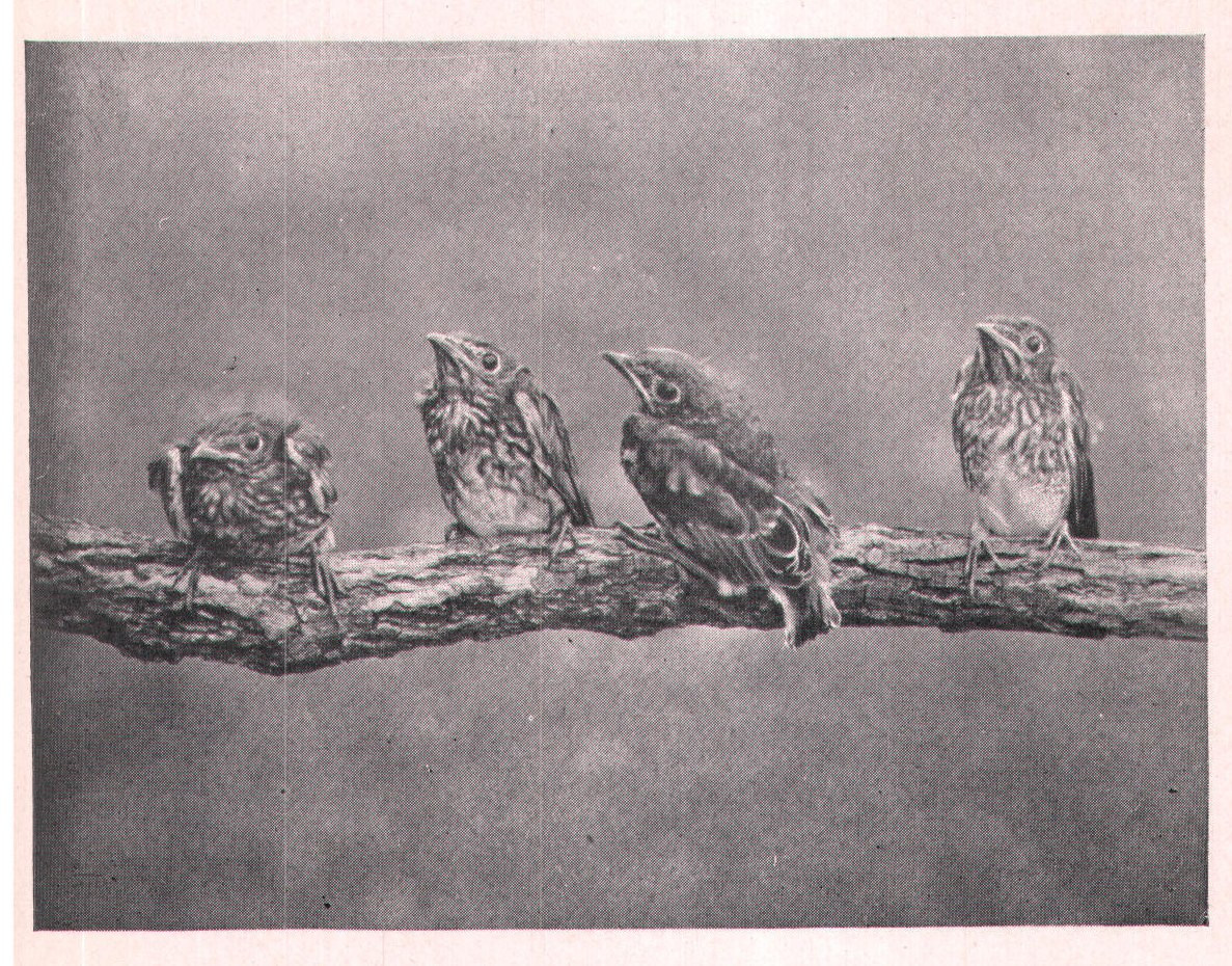 Fig. 65. YOUNG BLUEBIRDS.
