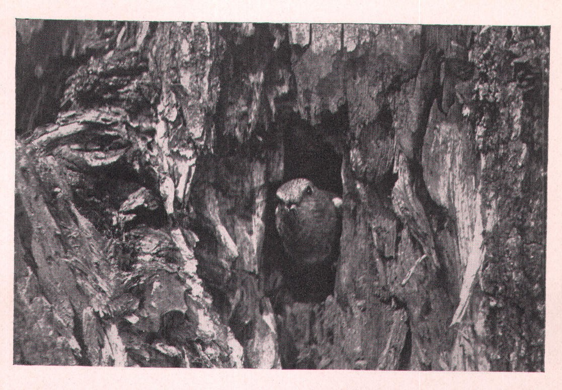Fig. 66. IN THE DOORWAY.