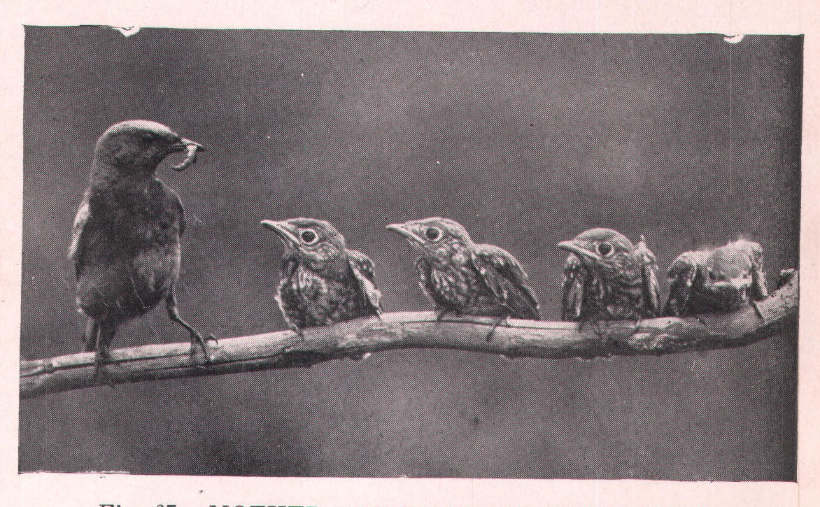 Fig. 67. MOTHER BLUEBIRD AND HER YOUNG