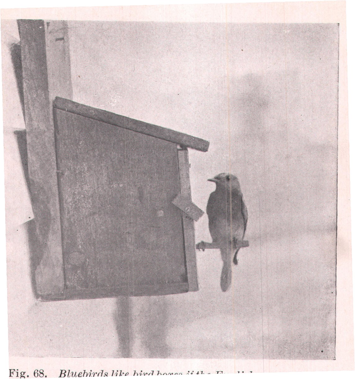 Fig. 68. Bluebirds like bird boxes if the English sparrows are