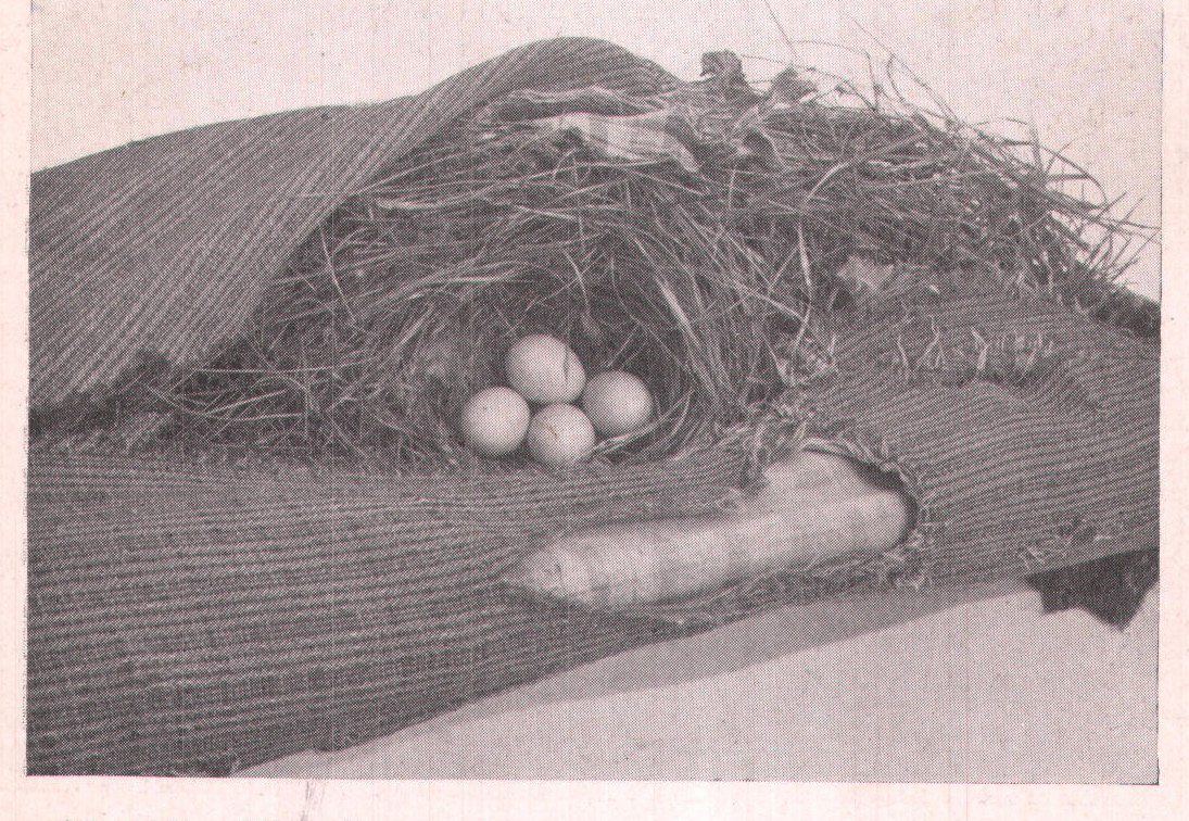 Fig. 70. The sleeve of scare-crow opened so as to show the
