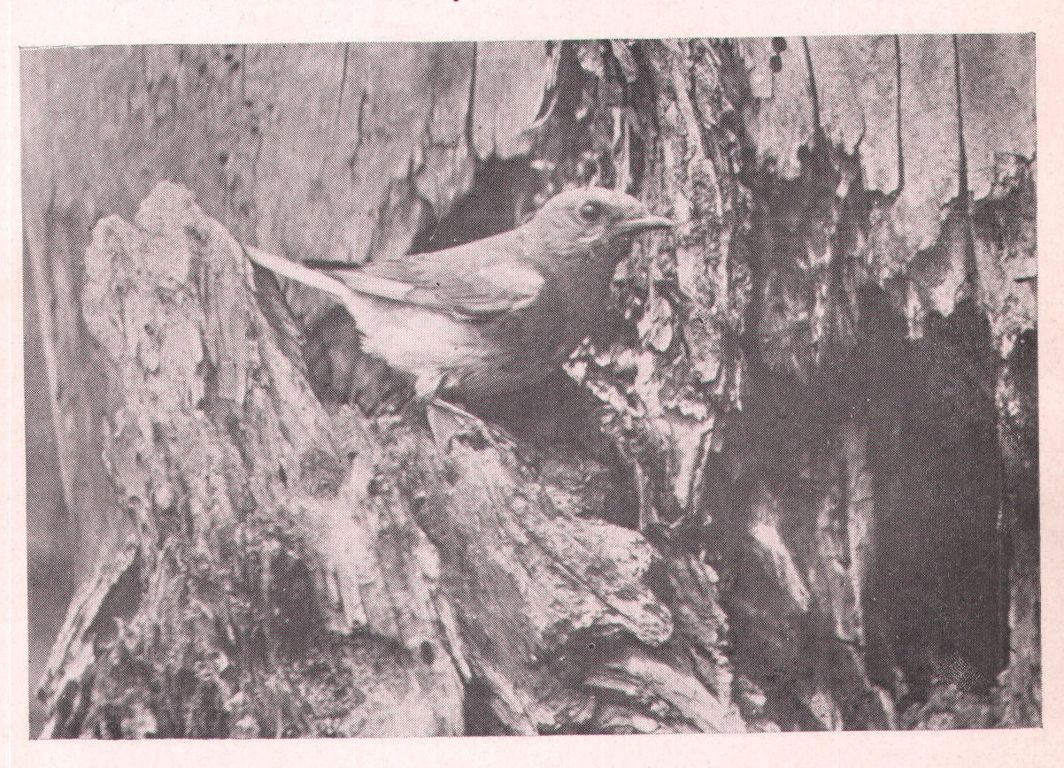 Fig. 71. BLUEBIRD.