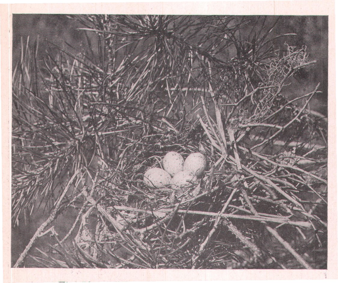 Fig. 72. NEST AND EGGS OF BLUE JAY.