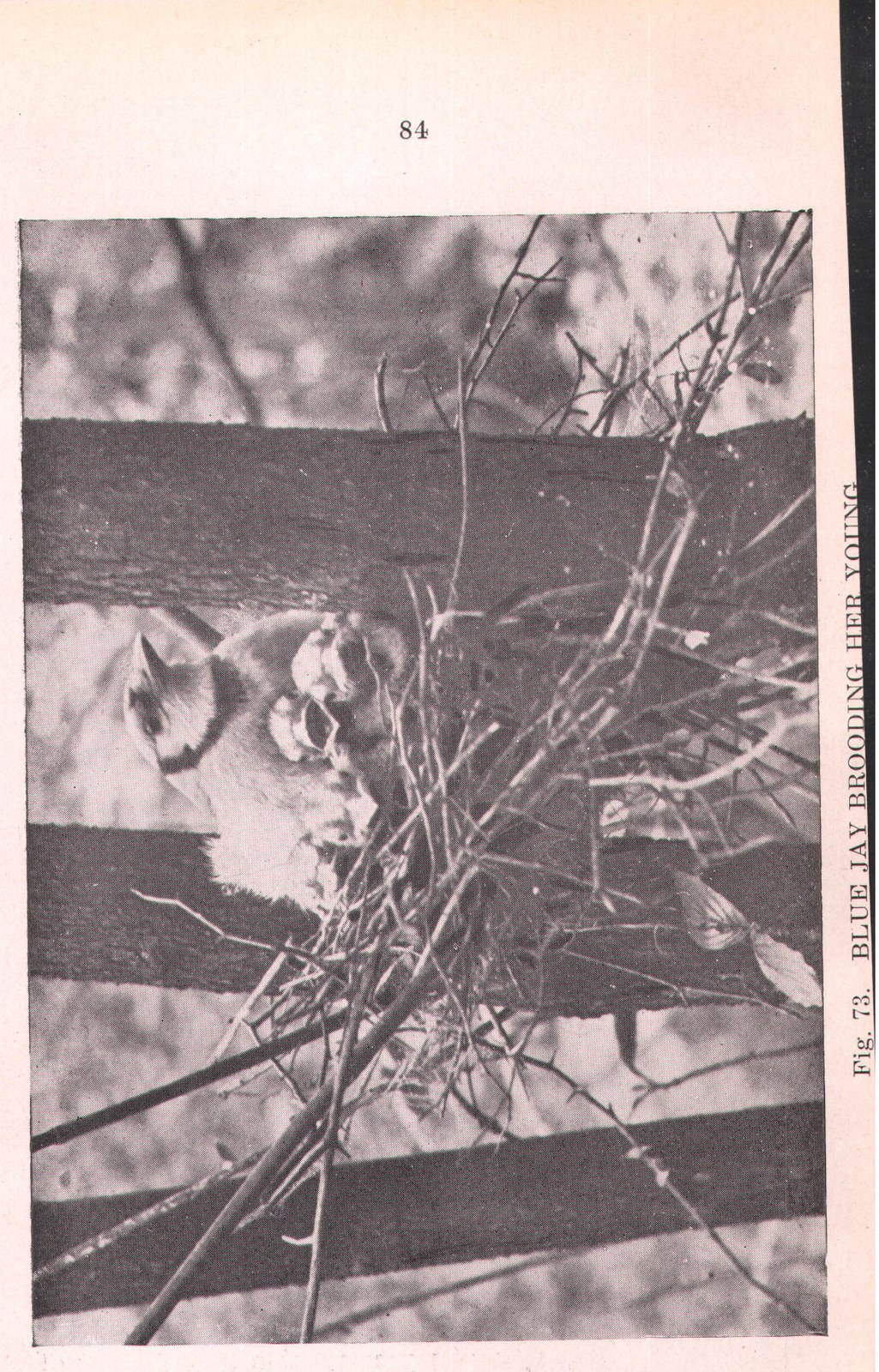 Blue Jay — from Camera Studies with Wild Birds (1911)