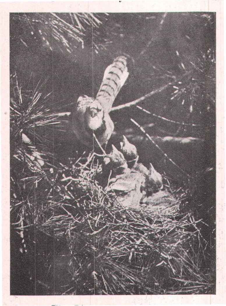 Fig. 74. DINNER TIME.