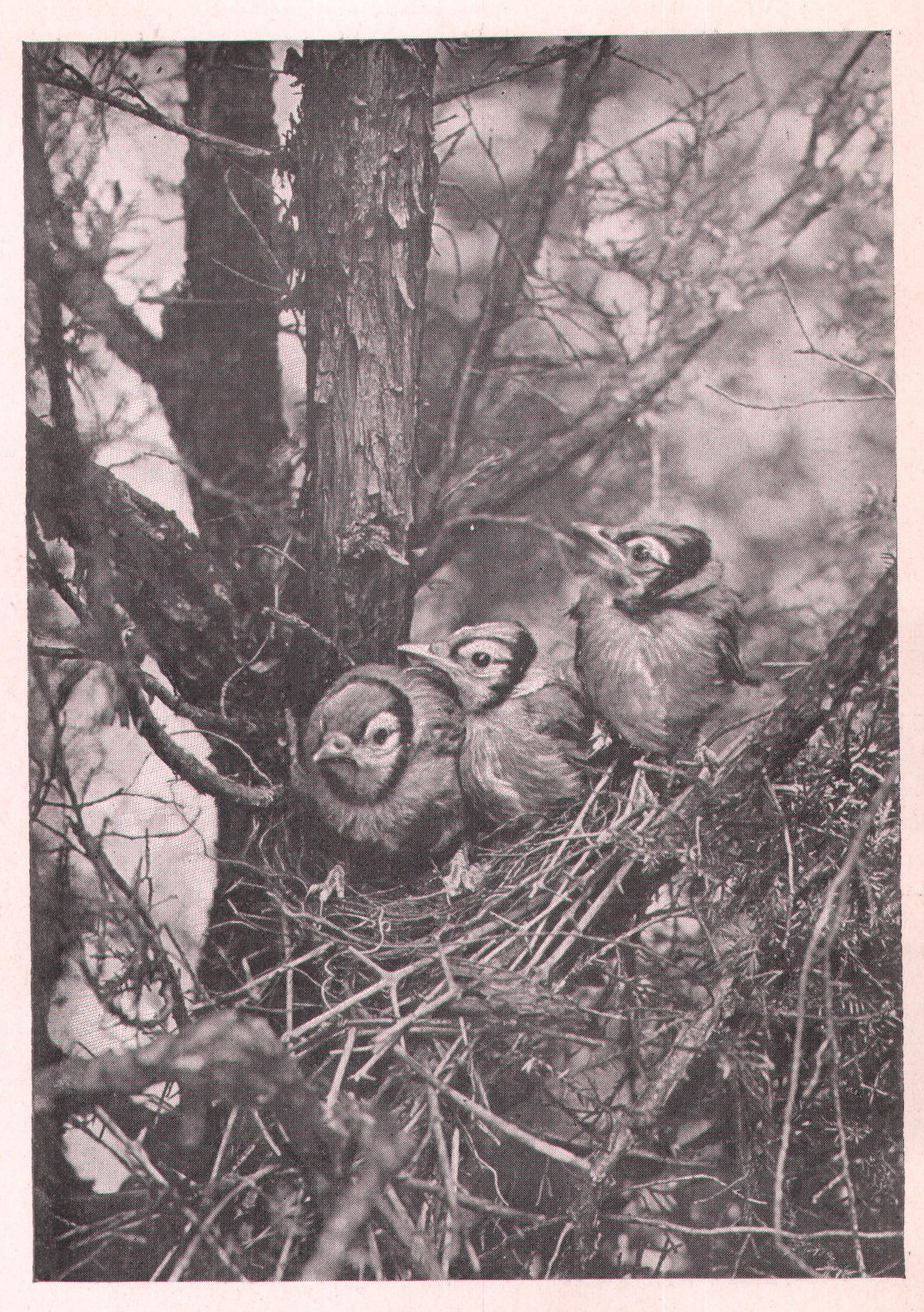 Fig. 75. Young Jays in Nest.