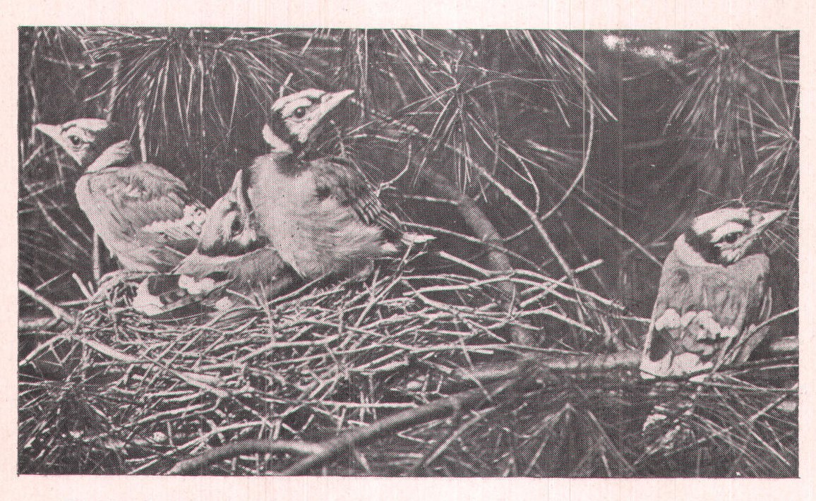 Fig. 76. The Jays become too large for their home and are