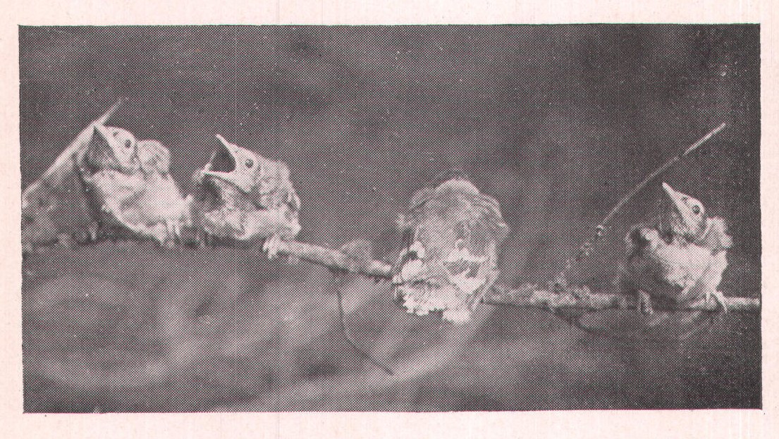 Fig. 78. Three days before they left the nest, of their own