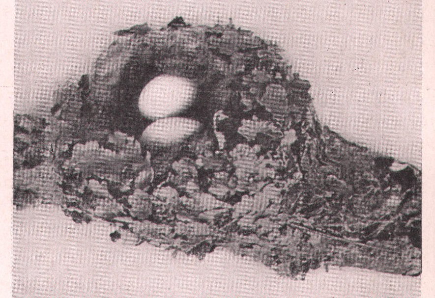 Fig. 79. NEST OF RUBY-THR. HUMMINGBIRD.
