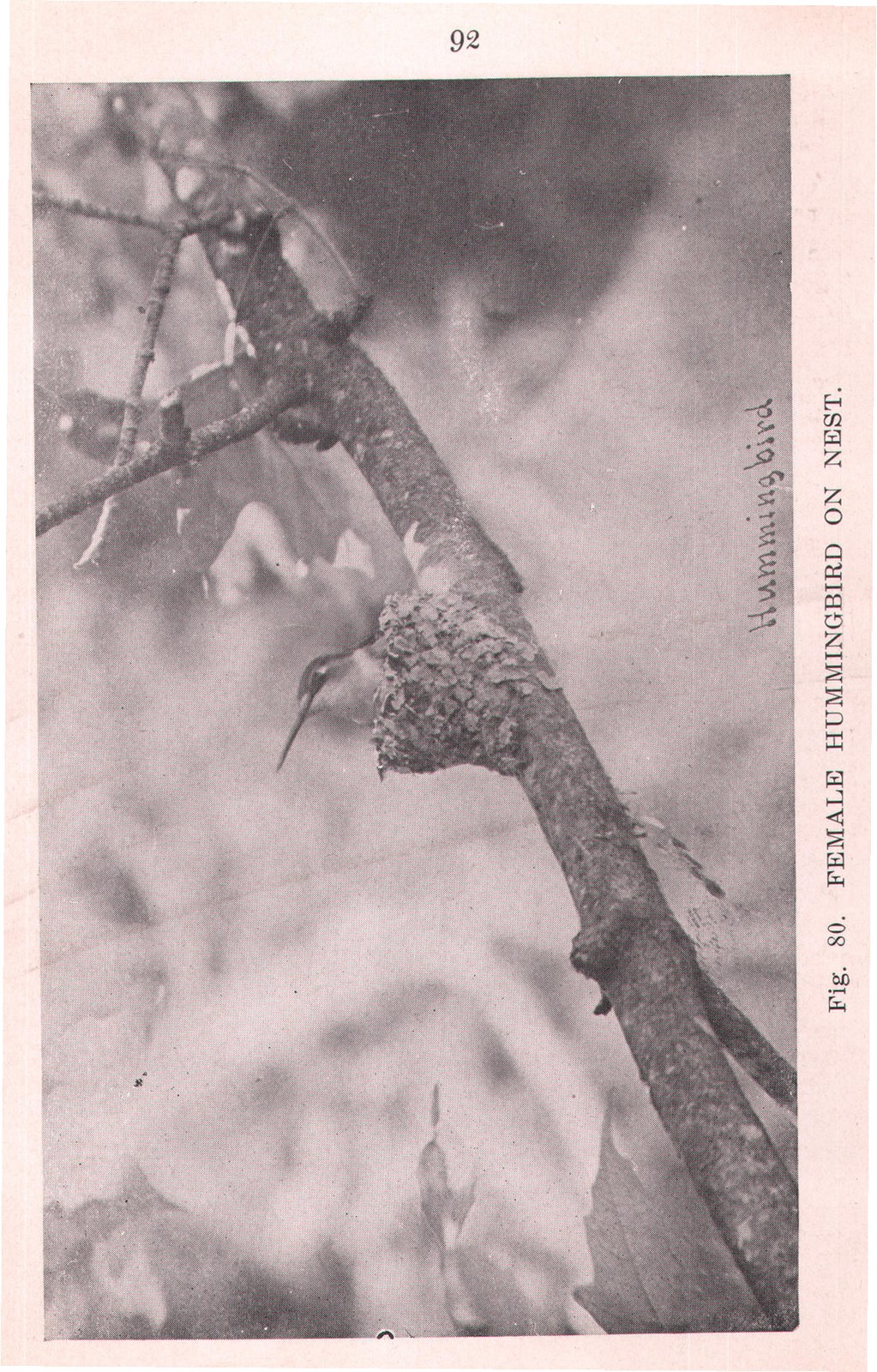 Ruby-Throated Hummingbird — from Camera Studies with Wild Birds (1911)