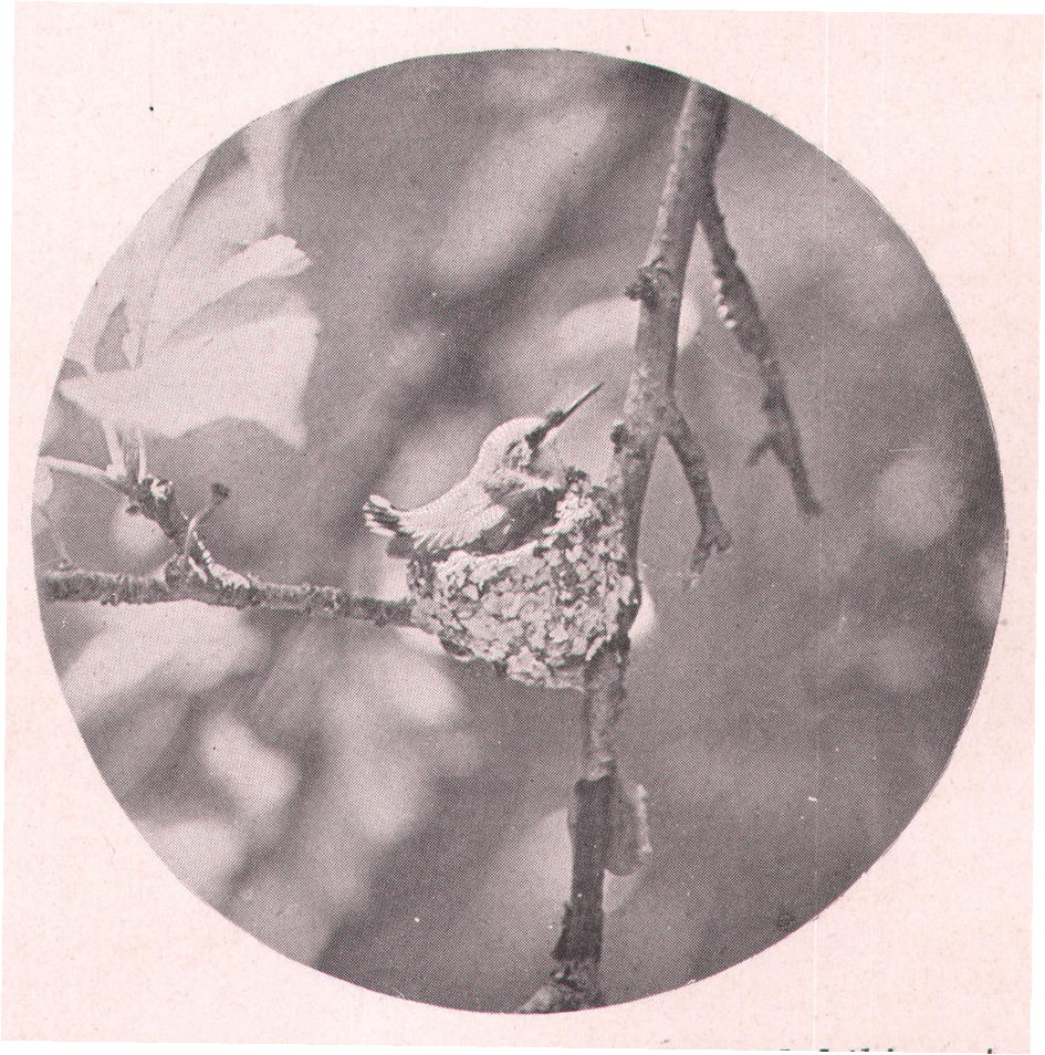 Fig. 81. You can imagine how crowded this nest