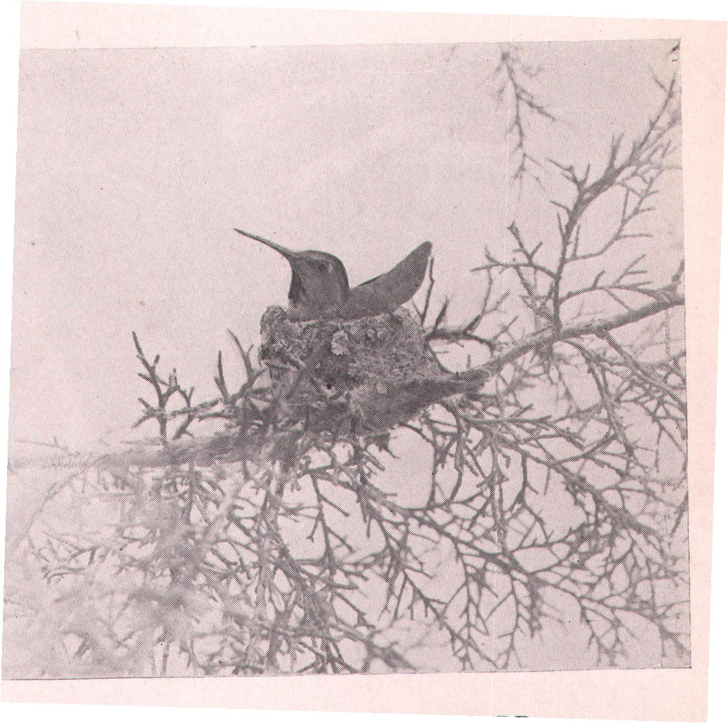 Fig. 82. ANNA'S HUMMINGBIRD.