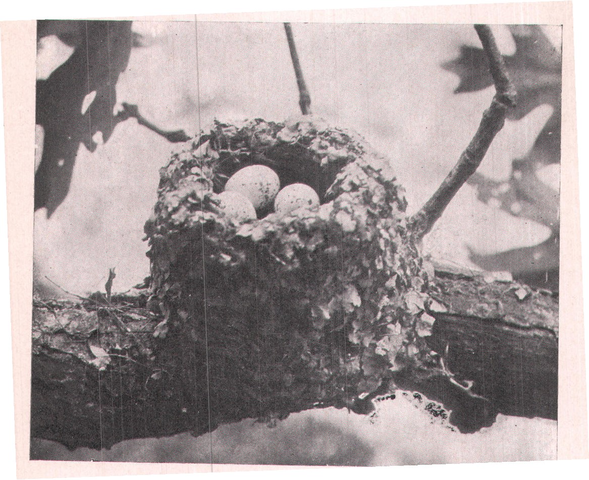 Fig. 83. NEST OF BLUE-GRAY GNATCATCHERS.