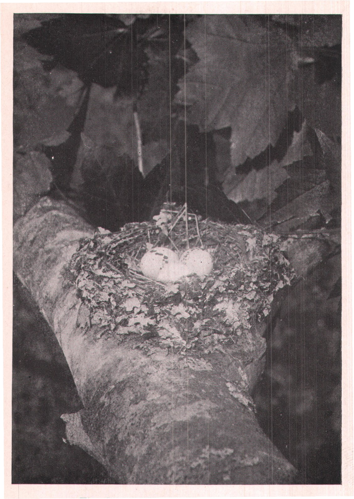 Fig. 84. NEST OF WOOD PEWEE.
